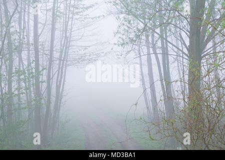 Głębowice, Polonia. Aprile 18, 2018. Alberi in primavera nebbia. Una molto intensa nebbia a molla avvolta tutta l'area. Visibilità molto limitata.. Credito: w124merc / Alamy Live News Foto Stock