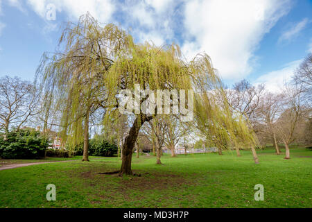 Northampton. U.K. Il 18 aprile 2018. Meteo. Un grande vecchio salice piangente che entrano in foglia di Abington Park ora il tempo si è scaldato con periodi di sole, Credito: Keith J Smith./Alamy Live News Foto Stock