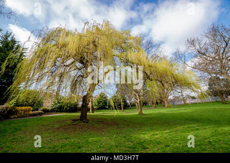 Northampton. U.K. Il 18 aprile 2018. Meteo. Un grande vecchio salice piangente che entrano in foglia di Abington Park ora il tempo si è scaldato con periodi di sole, Credito: Keith J Smith./Alamy Live News Foto Stock