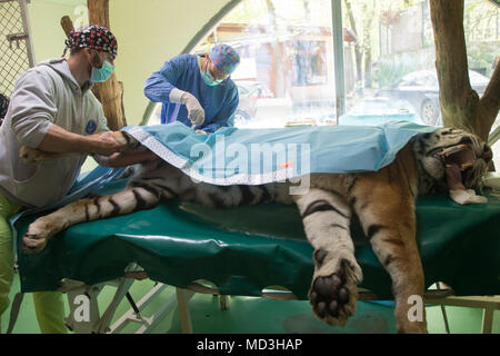 (180418) -- SZEGED, Aprile 18, 2018 (Xinhua) -- Il 13-anno-vecchio tigre siberiana Igor dell'anca del viene trattata con un gambo-procedura di cella a Szeged, Ungheria meridionale, il 18 aprile 2018. Igor è stata trattata con un nuovo processo lipogems che è già stato utilizzato con successo per il trattamento di articolazioni umane in Ungheria. Il processo delle cure ai feriti giunti con un tessuto prelevato dal paziente il proprio tessuto adiposo, che contiene rigenerativa cellule staminali. Igor è il primo al mondo tigre siberiana che è trattata con il lipogems self-procedura di cell. (Xinhua/Attila Volgyi) (zjl) Foto Stock