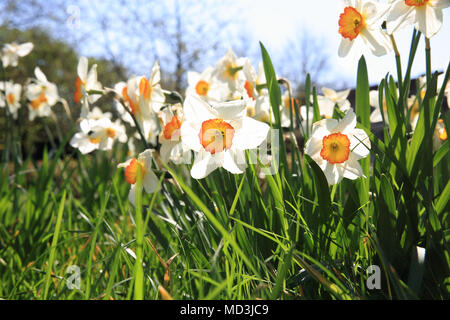 Londra, Regno Unito. 18 Aprile, 2018. Bella primavera meteo arriva finalmente in Queen Mary's Gardens in Regents Park, Londra. Credito: Monica pozzetti/Alamy Live News Foto Stock