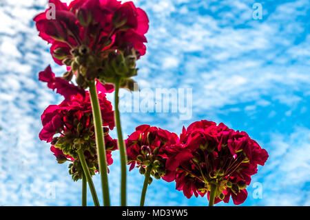 Rosso dei gerani visto da sotto un cielo nuvoloso in primavera Foto Stock