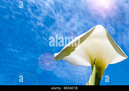 White calla lilies visto da sotto la molla nuvoloso sky con lens flare Foto Stock