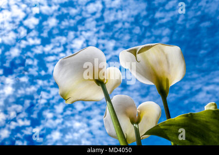 White calla lilies visto da sotto la molla nuvoloso sky Foto Stock