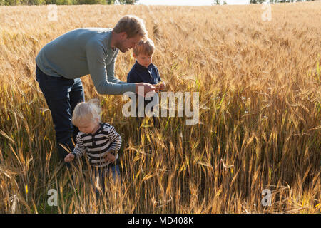 Padre e figli nel campo di grano esaminando il frumento, Lohja, Finlandia Foto Stock