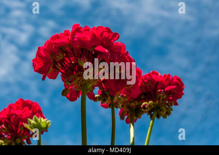 Rosso dei gerani visto da sotto un cielo nuvoloso in primavera Foto Stock