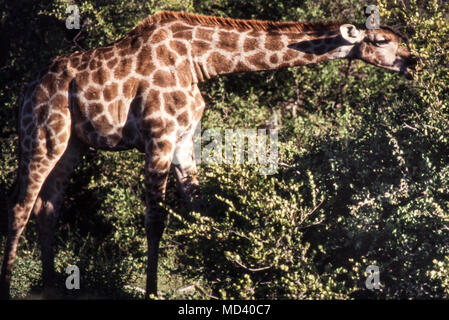 Ritratto di una giraffa (Giraffa camelopardalis) parco nazionale Etosha, Namibia, Africa Foto Stock