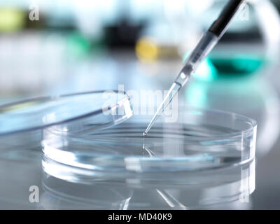 Scienziato il pipettaggio di campione nella scatola di Petri in laboratorio Foto Stock