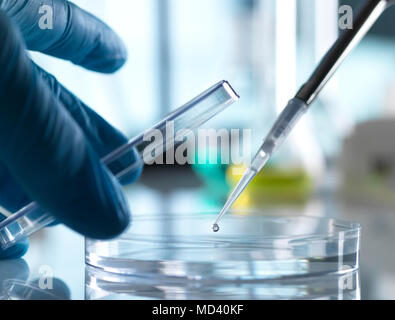 Scienziato il pipettaggio di campione nella scatola di Petri in laboratorio Foto Stock