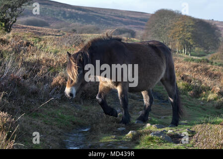 Una coppia di Exmoor pony di pascolare su open mori sotto Dunkery Beacon nel Parco Nazionale di Exmoor, Somerset, Inghilterra Foto Stock