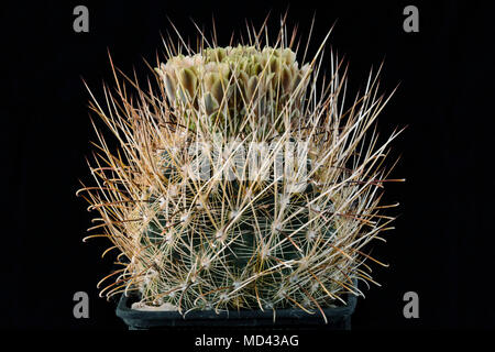 Cactus ancistrocactus scheeri con fiore isolato su nero Foto Stock