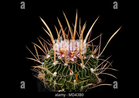 Cactus Echinofossulocactus brachycentrus con fiore isolato su nero Foto Stock