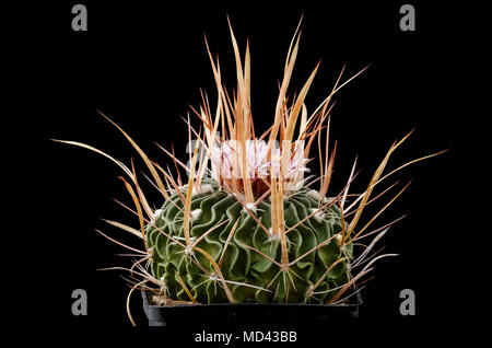 Cactus Echinofossulocactus brachycentrus con fiore isolato su nero Foto Stock