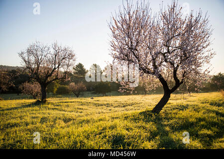 Vista panoramica di alberi nel campo Foto Stock