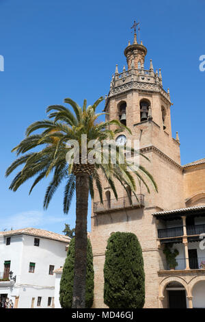 Palm Tree e torre del Iglesia de Santa Maria la Mayor, Ronda, Andalusia, Spagna, Europa Foto Stock