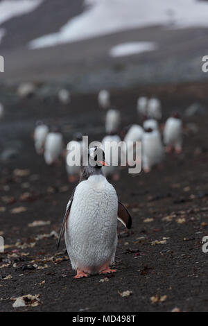 Un pinguino conduce una lunga processione lungo una sabbia nera vulcanica beach sulla penisola Antartica Foto Stock
