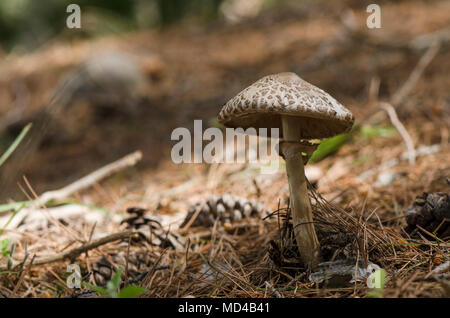 Ombrellone fungo Macrolepiota procera nella foresta di pini, Andalusia, Spagna Foto Stock