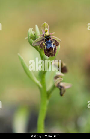 Ophrys x castroviejoi, ibrido wild orchid Ophrys scolopax x Ophrys speculum, Andalusia, Spagna. Foto Stock