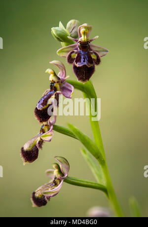 Ophrys x castroviejoi, ibrido wild orchid Ophrys scolopax x Ophrys speculum, Andalusia, Spagna. Foto Stock