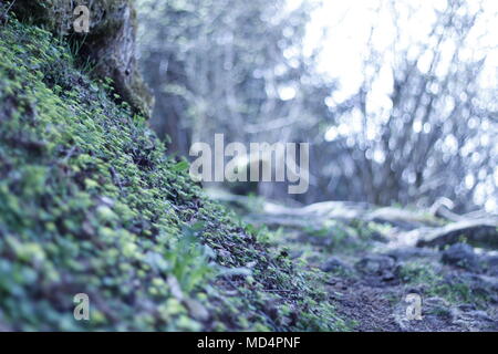 Escursionismo in Mayrhofen, Austria, foresta con molto di Moss e pini. Molto bello e verde foresta ambiente. Foto Stock