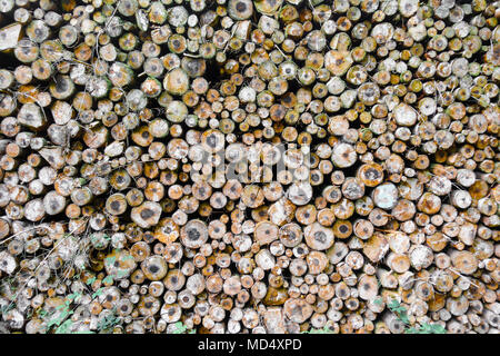 Telaio completo colpo di tronchi di legno in abbondanza Foto Stock