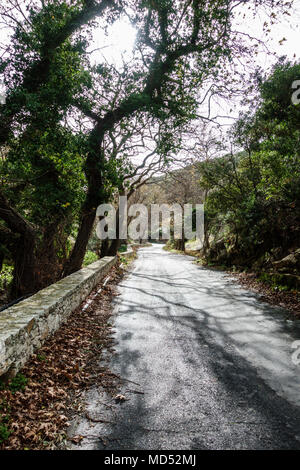 Vista di una lunga strada in mezzo di alberi, Grecia Foto Stock