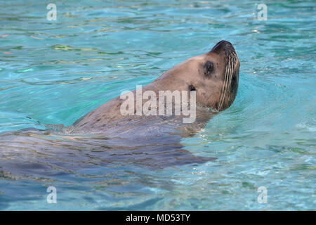 Steller Sea Lion (Eumetopias jubatus) in acqua Foto Stock