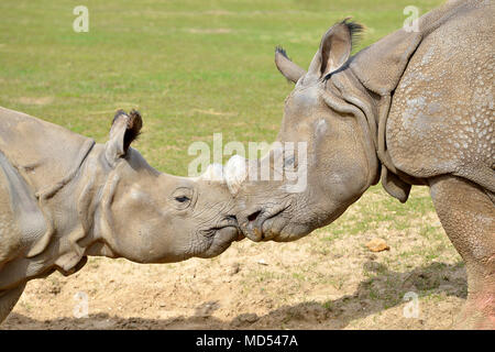 Primo piano due il rinoceronte indiano (Rhinoceros unicornis) visto dal profilo, muso contro muso Foto Stock