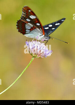 Bianco del sud Admiral butterfly (Limenitis reducta) alimentazione sul fiore knautia Foto Stock