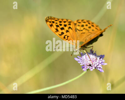 Argento-lavato Fritillary butterfly (Argynnis paphia) alimentazione su scabiosa fiore Foto Stock