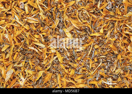 Texture di sfondo fiori secchi di calendula officinalis o calendula, concetto di salute Foto Stock
