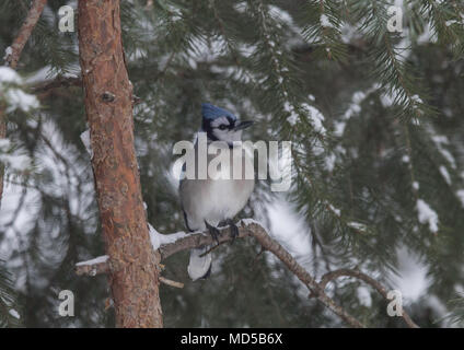 Blue Jay (cyanocitta cristata) arroccato su evergreen Foto Stock