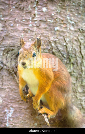 Prendersi cura degli animali e per la loro alimentazione in tempi di fame. Scoiattolo rosso nel parco sul ramoscello. Close-up Foto Stock