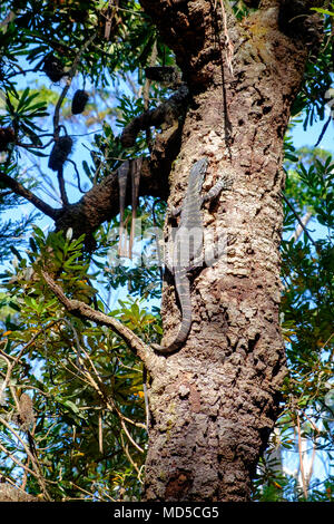 Un goanna (Varanus) salendo una banksia albero a Wigan, Ingresso Est Gippsland, Victoria, Australia Foto Stock