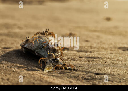 I granchi sulla spiaggia a mangiare pesce morto. Foto Stock