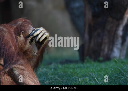 La femmina Bornean orangutan 'Kedua' raffigurata nel suo involucro a zoo di Madrid nel mese di settembre 2016. Secondo una relazione pubblicata in "parassiti & vettori", rivista 'Kedua' è stato diagnosticato della leishmaniosi clinica, una malattia causata da parassiti del tipo di Leishmania, tra dicembre 2016 e gennaio 2017. Questa è la prima relazione di Leishmania infantum infezione in grandi scimmie, secondo ricerche della 'Facultad de Veterinaria de la Universidad Complutense' in Madrid. "Kedua'. 34 anni, è nato in Artis Amsterdam Zoo Reale (Paesi Bassi) e trasferito al Zoo di Madrid nel 2009. Foto Stock