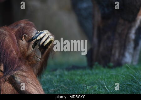 La femmina Bornean orangutan 'Kedua' raffigurata nel suo involucro a zoo di Madrid nel mese di settembre 2016. Secondo una relazione pubblicata in "parassiti & vettori", rivista 'Kedua' è stato diagnosticato della leishmaniosi clinica, una malattia causata da parassiti del tipo di Leishmania, tra dicembre 2016 e gennaio 2017. Questa è la prima relazione di Leishmania infantum infezione in grandi scimmie, secondo ricerche della 'Facultad de Veterinaria de la Universidad Complutense' in Madrid. "Kedua'. 34 anni, è nato in Artis Amsterdam Zoo Reale (Paesi Bassi) e trasferito al Zoo di Madrid nel 2009. Foto Stock