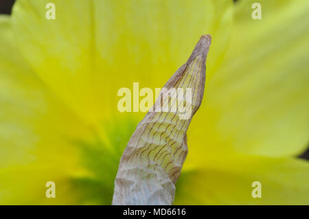 Fiore di malva con un tiro preso da dietro, mostrando il essiccato bud leaf Foto Stock