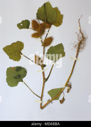 Erbario foglio con Xanthium strumarium, la grande Cocklebur o cocklebur comune, famiglia Asteraceae Foto Stock