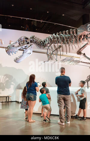 Una famiglia con bambini ed adulti guardando un Tirannosauro Rex dinosauro fossile in un museo di dinosauri, Stati Uniti d'America Foto Stock