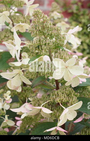 Hydrangea paniculata 'Bianco Golia' fiore in fiore in un giardino inglese in tarda estate, REGNO UNITO Foto Stock