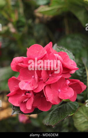 Hydrangea macrophylla 'erveille Sanguine"fiore in fiore in un giardino inglese in tarda estate, REGNO UNITO Foto Stock