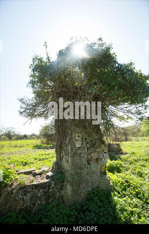 Rimane la chiesa di Santa Maria e il cimitero est Stoke Dorset England Regno Unito. Un segno presso il sito afferma che la maggior parte della chiesa risale al XV sec. Foto Stock