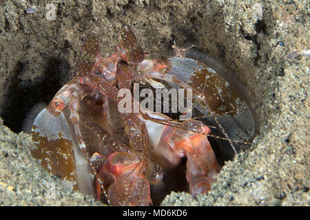 Di Lisa Canocchia (Lysiosquillina lisa) e piccolo amico ( Gamberetti tenuipes Cuapetes). La foto è stata scattata nella banda mare, Ambon, Papua Occidentale, Indone Foto Stock