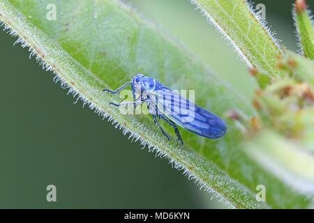 Leafhopper blu, Sonronius dahlbomi Foto Stock