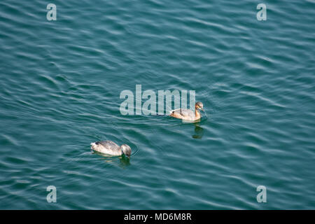 Un paio di piccole anatre nuotare e giocare in un serbatoio di acqua. Foto Stock