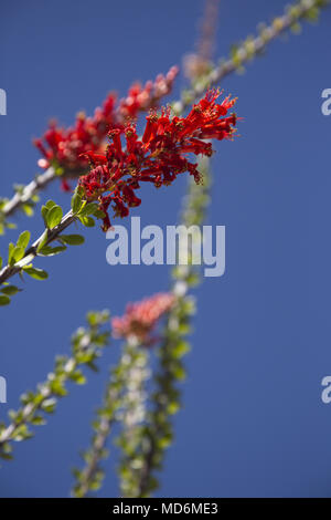 Ocotillo blumi in cima tall fruste flower vivacemente contro un blu cielo Arizona, parte del deserto indigineous in bloom attrazione che richiama il fotografo Foto Stock
