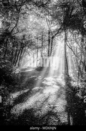 Hampshire, Regno Unito; alberi di luce del sole che splende su percorso nel New Forest. Foto Stock