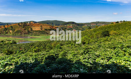Caffè cespugli che crescono in campagna fuori Dalat, Vietnam Foto Stock