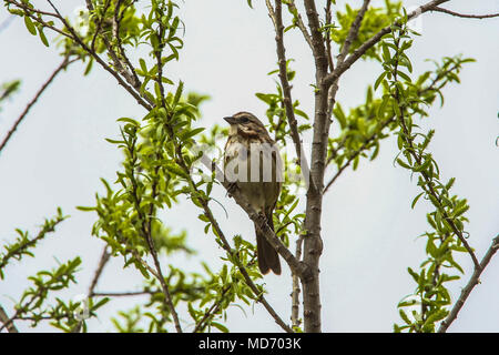 Gorrion .Cuenca del Rio San Pedro, Naturalia Foto Stock